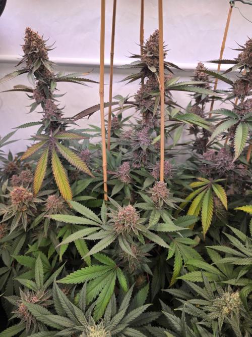Super Buff Cherry● Colorado Nightshifter. Week 12 - Super Buff Cherry #26 