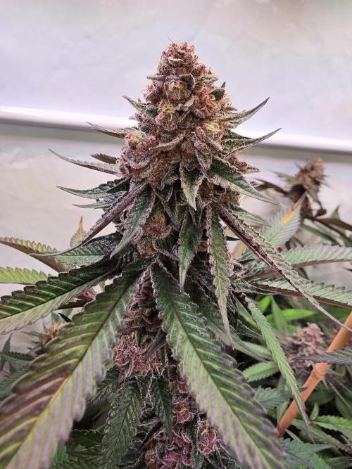 Super Buff Cherry● Colorado Nightshifter. Week 12 - Super Buff Cherry #26 