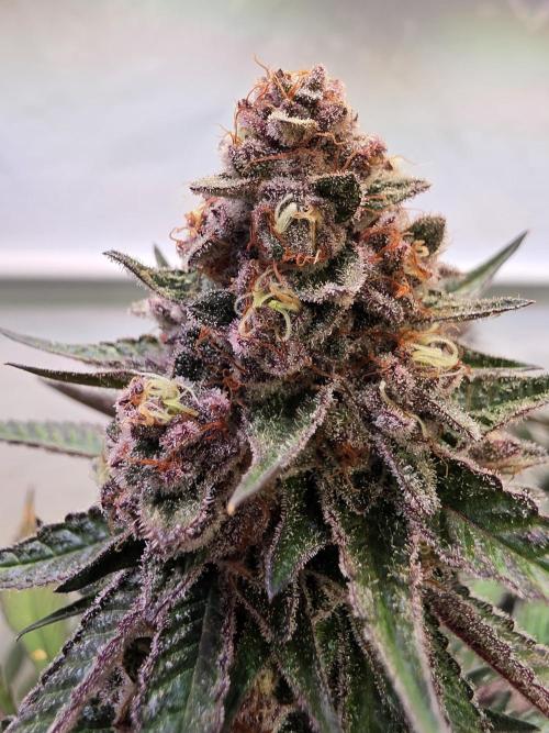 Super Buff Cherry● Colorado Nightshifter. Week 12 - Super Buff Cherry #26 