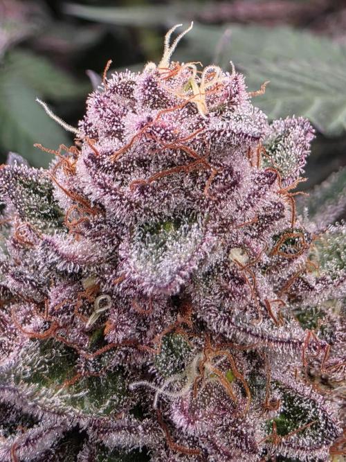 Super Buff Cherry● Colorado Nightshifter. Week 12 - Super Buff Cherry #26 