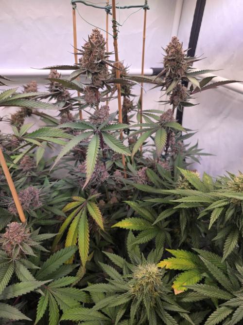 Super Buff Cherry● Colorado Nightshifter. Week 12 - Super Buff Cherry #26 