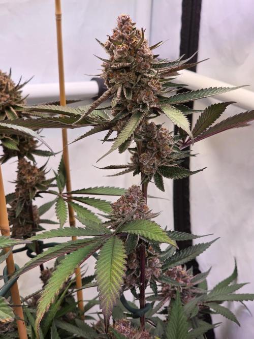 Super Buff Cherry● Colorado Nightshifter. Week 12 - Super Buff Cherry #26 