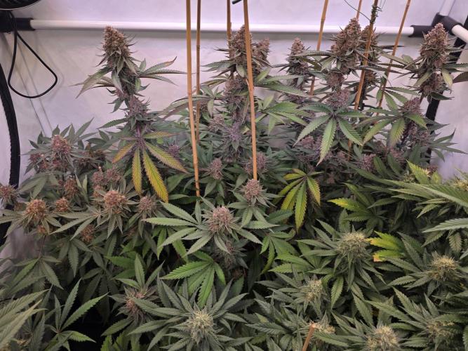 Super Buff Cherry● Colorado Nightshifter. Week 12