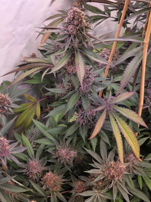 Super Buff Cherry● Colorado Nightshifter. Week 12 - Super Buff Cherry #26 & Colorado Nightshifter # 11