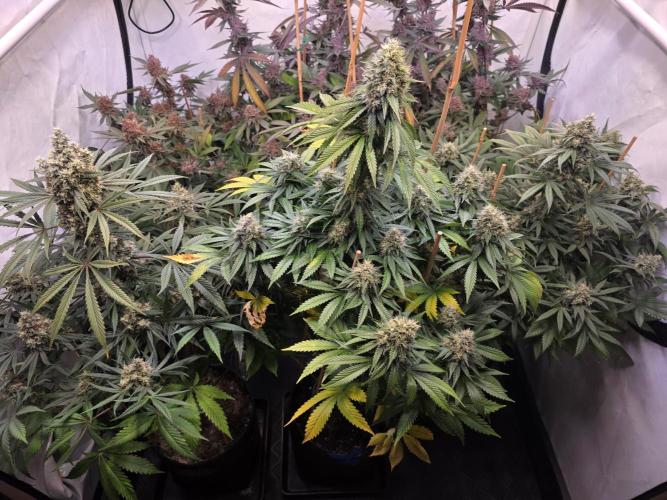 The Gassy One. Week 12