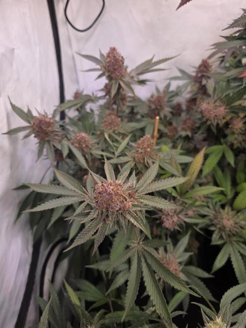 Super Buff Cherry● Colorado Nightshifter. Week 13