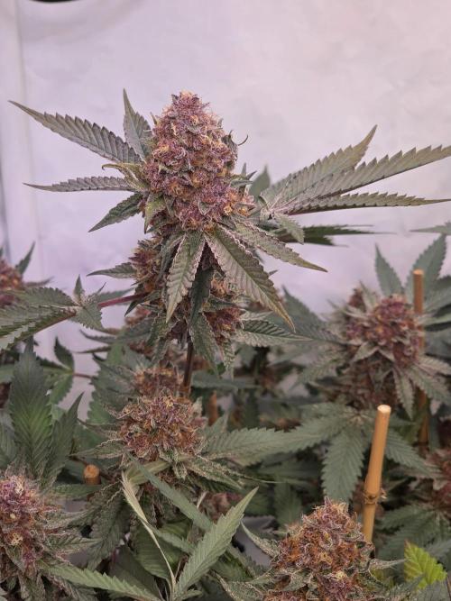 Super Buff Cherry● Colorado Nightshifter. Week 13