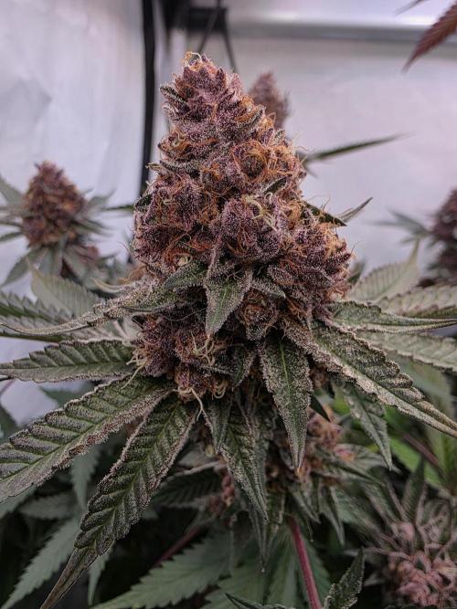Super Buff Cherry● Colorado Nightshifter. Week 13