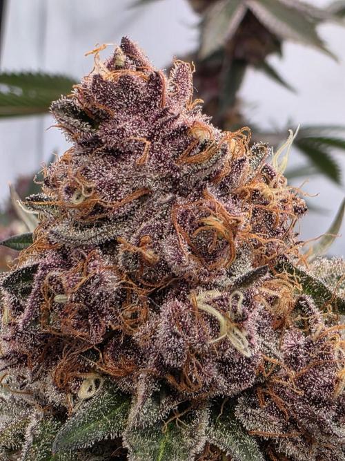 Super Buff Cherry● Colorado Nightshifter. Week 13