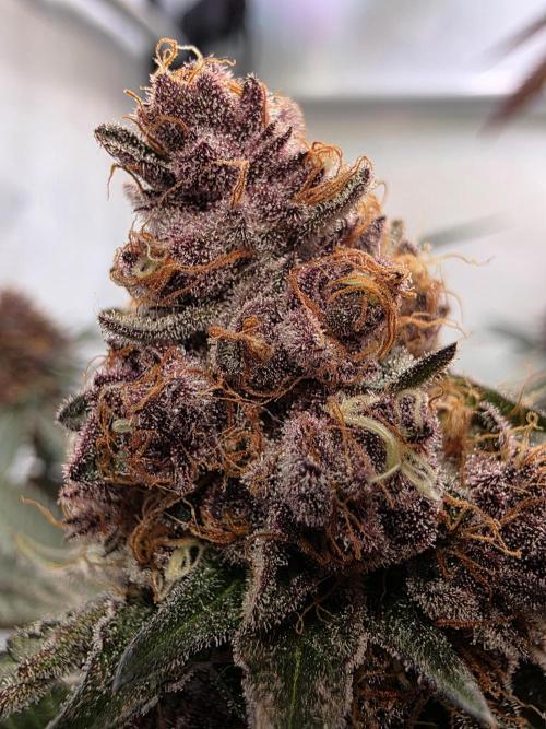 Super Buff Cherry● Colorado Nightshifter. Week 13