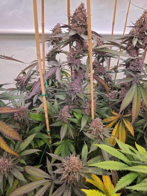 Super Buff Cherry● Colorado Nightshifter. Week 13