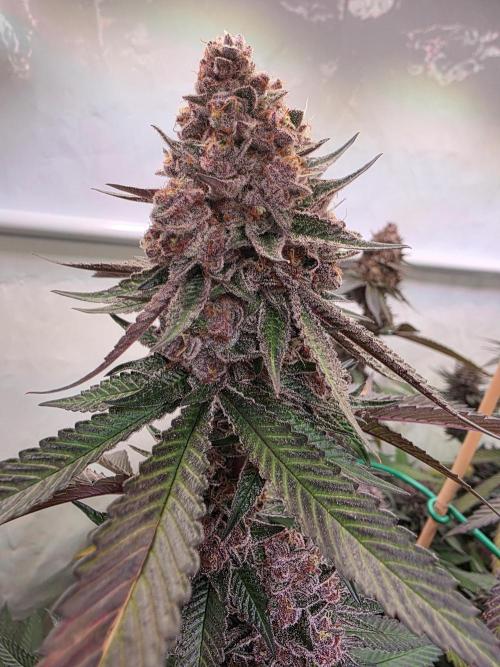 Super Buff Cherry● Colorado Nightshifter. Week 13