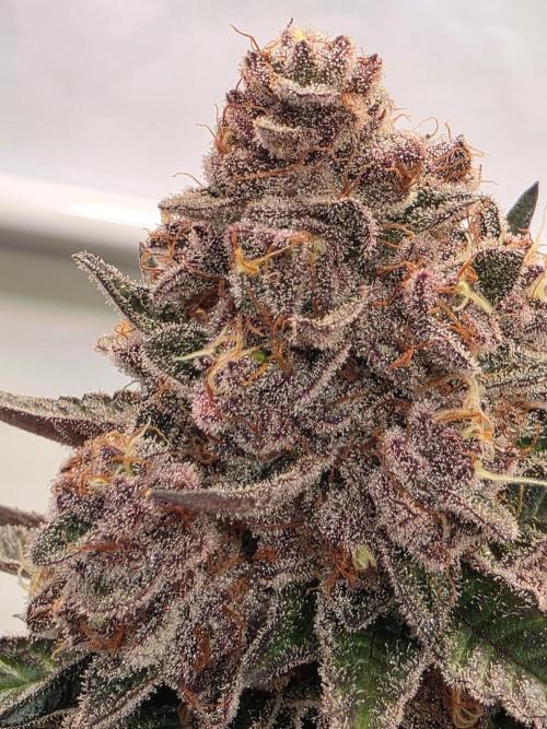 Super Buff Cherry● Colorado Nightshifter. Week 13