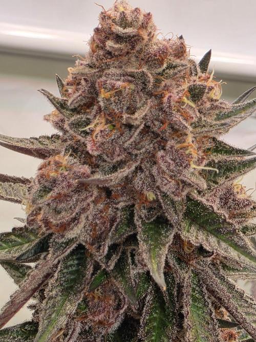 Super Buff Cherry● Colorado Nightshifter. Week 13