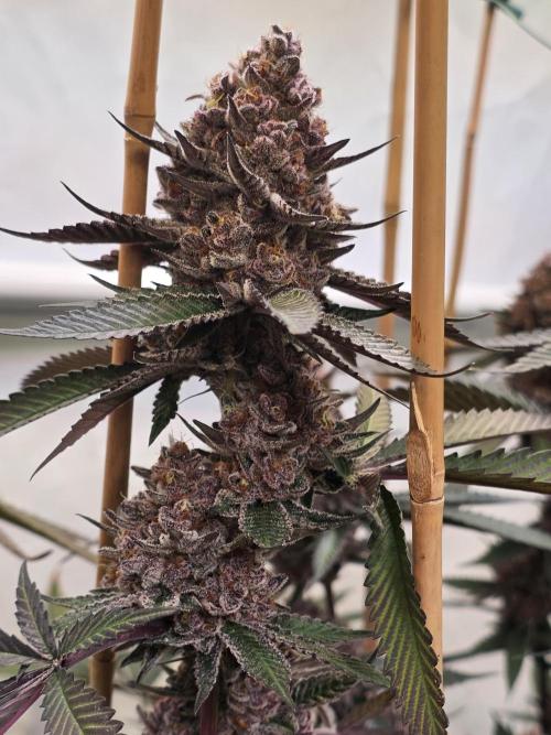 Super Buff Cherry● Colorado Nightshifter. Week 13