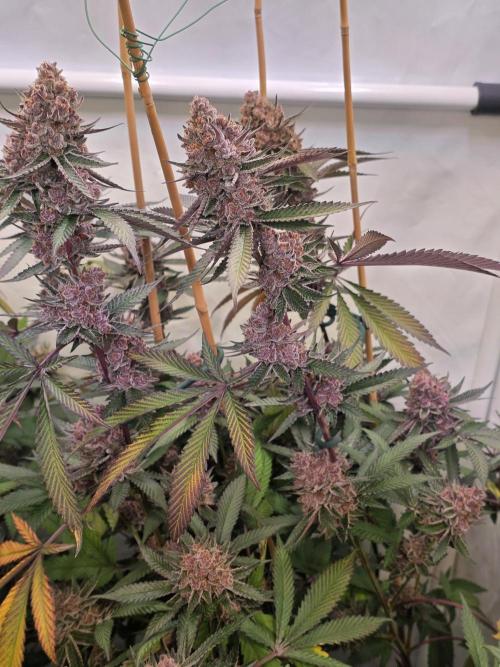 Super Buff Cherry● Colorado Nightshifter. Week 13