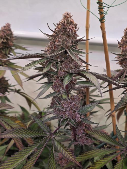 Super Buff Cherry● Colorado Nightshifter. Week 13