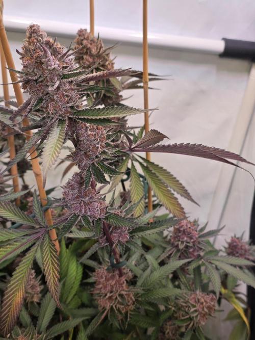 Super Buff Cherry● Colorado Nightshifter. Week 13