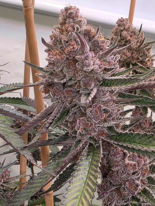 Super Buff Cherry● Colorado Nightshifter. Week 13