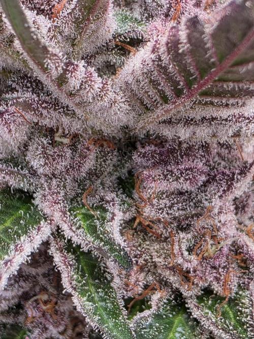 Super Buff Cherry● Colorado Nightshifter. Week 13