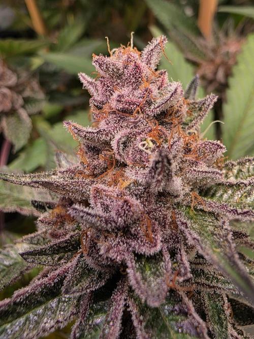 Super Buff Cherry● Colorado Nightshifter. Week 13