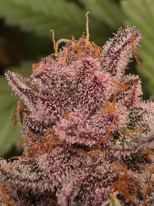 Super Buff Cherry● Colorado Nightshifter. Week 13