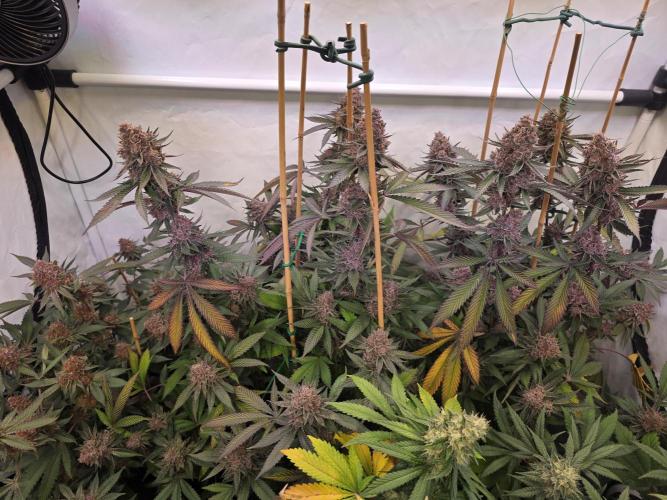 Super Buff Cherry● Colorado Nightshifter. Week 13