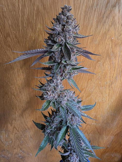 Super Buff Cherry● Colorado Nightshifter. Week 14