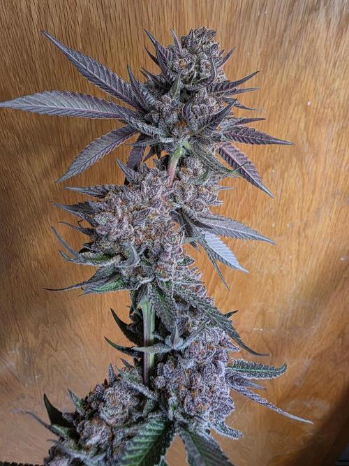 Super Buff Cherry● Colorado Nightshifter. Week 14