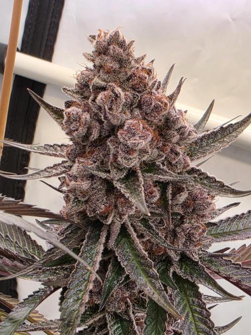 Super Buff Cherry● Colorado Nightshifter. Week 14