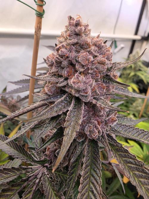 Super Buff Cherry● Colorado Nightshifter. Week 14