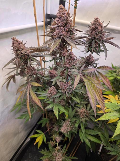 Super Buff Cherry● Colorado Nightshifter. Week 14