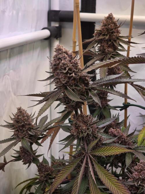 Super Buff Cherry● Colorado Nightshifter. Week 14