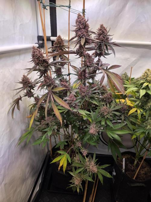 Super Buff Cherry● Colorado Nightshifter. Week 14