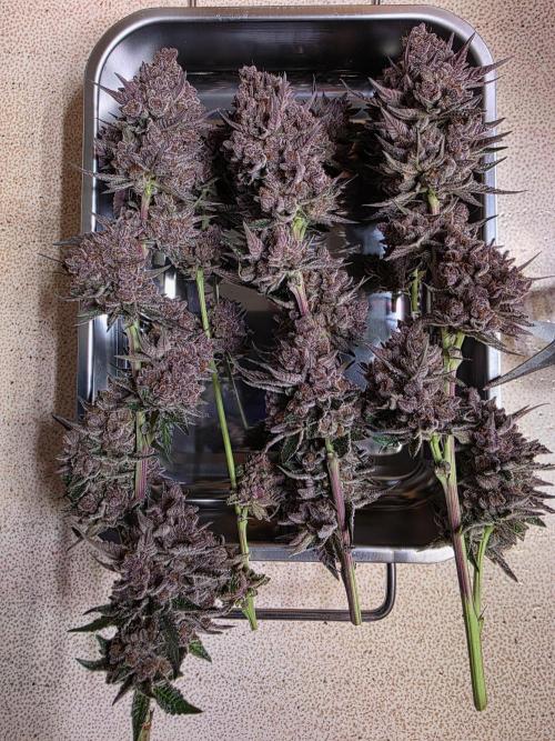 Super Buff Cherry● Colorado Nightshifter. Week 14