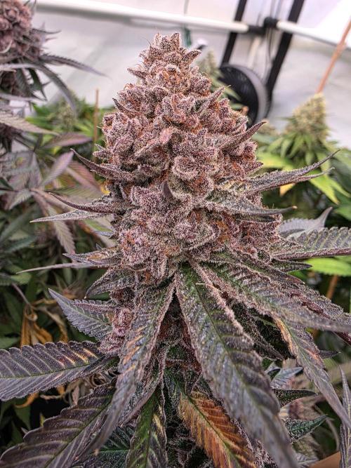 Super Buff Cherry● Colorado Nightshifter. Week 14