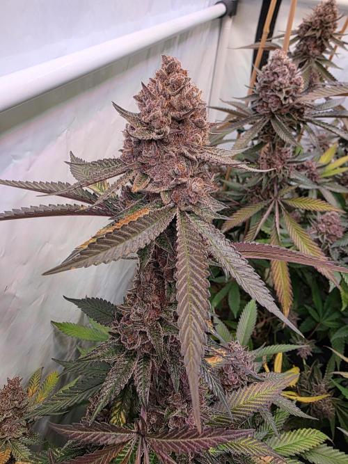 Super Buff Cherry● Colorado Nightshifter. Week 14