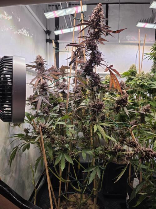 Super Buff Cherry● Colorado Nightshifter. Week 14