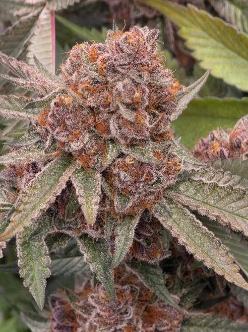 Super Buff Cherry● Colorado Nightshifter. Week 15