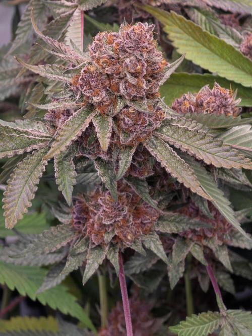 Super Buff Cherry● Colorado Nightshifter. Week 15
