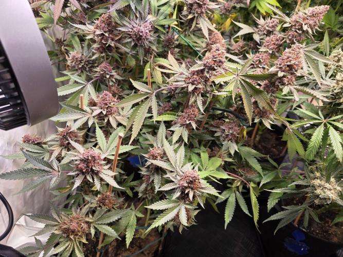 Super Buff Cherry● Colorado Nightshifter. Week 15