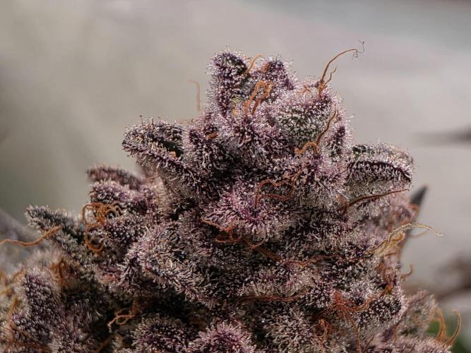 Super Buff Cherry● Colorado Nightshifter. Week 15