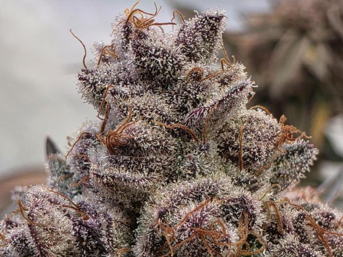 Super Buff Cherry● Colorado Nightshifter. Week 15