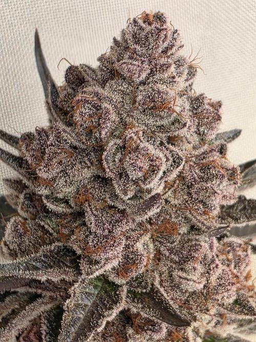 Super Buff Cherry● Colorado Nightshifter. Week 14