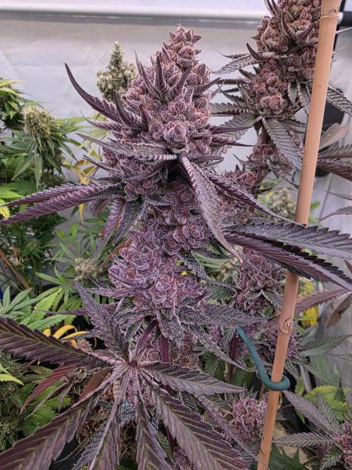 Super Buff Cherry● Colorado Nightshifter. Week 14