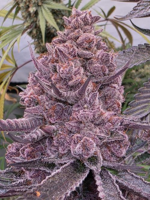 Super Buff Cherry● Colorado Nightshifter. Week 14