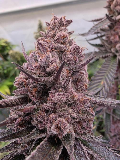 Super Buff Cherry● Colorado Nightshifter. Week 14
