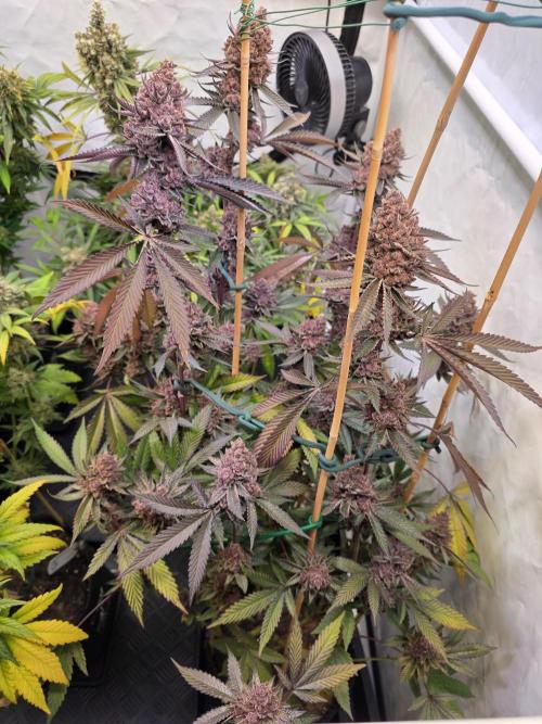 Super Buff Cherry● Colorado Nightshifter. Week 14