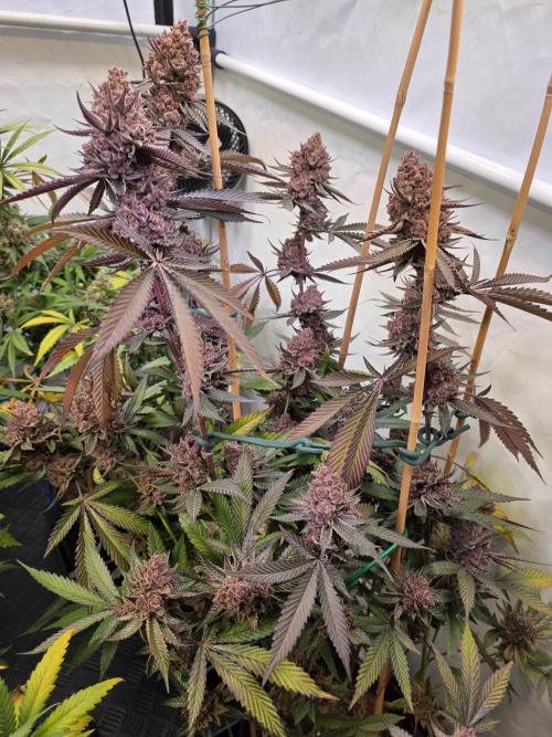 Super Buff Cherry● Colorado Nightshifter. Week 14