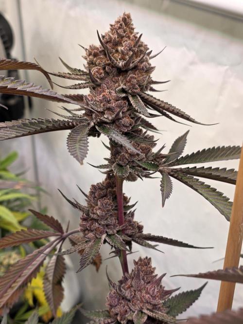 Super Buff Cherry● Colorado Nightshifter. Week 14